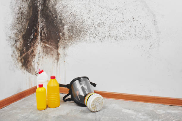 Best Black Mold Removal  in Bruceville Eddy, TX