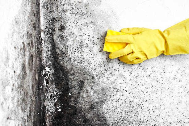 Best Biohazard Mold Removal  in Bruceville Eddy, TX